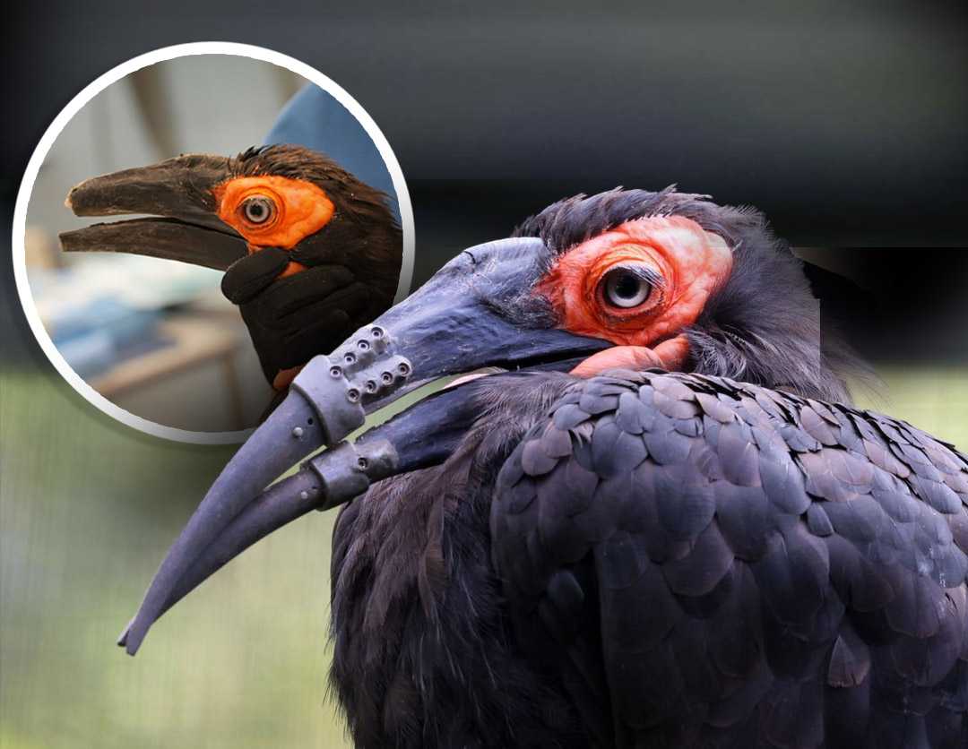 Hornbill receives 3D-printed beak, marking historic first — Bayside Community news