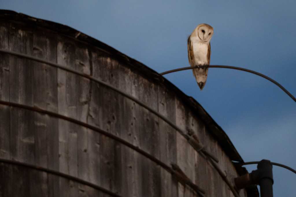 Roof of a water tower in NYC where a rare family of barn owls nested has been removed — WISN 12 Milwaukee