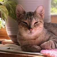 Milwaukee Record Cat Of The Week: Princess — Bayside Business news